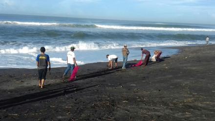 LINMAS DESA SRIGADING  MELAKUKAN GOPYOK SAMPAH DI PANTAI SAMAS