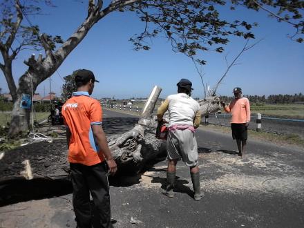 FPRB DESA SRIGADING TEBANG POHON YANG BAHAYAKAN PENGGUNA JALAN