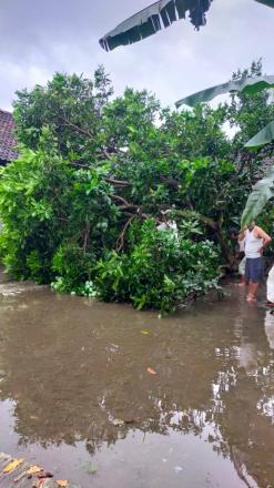 Hujan Semalaman Pohon Mangga Merobohkan Rumah Warga